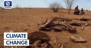 Climate Change: Drought-Striken Countries Make Case At COP27 | Network Africa