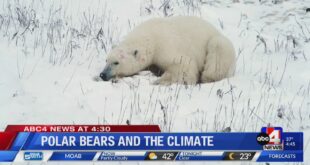 Climate Change is Threatening the Polar Bear Population