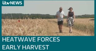 Climate change and heatwave blamed for early harvest | ITV News