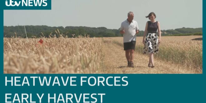 Climate change and heatwave blamed for early harvest | ITV News