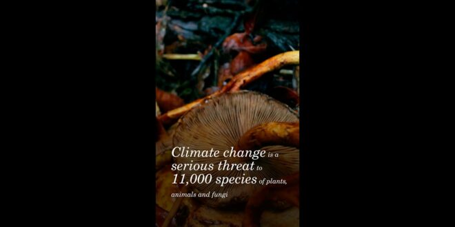 Climate change is a serious threat to 11,000 species of plants, animals and fungi, says a new study