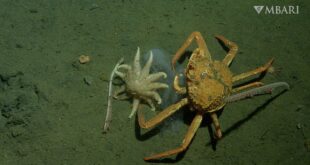 Deep-sea animals help buffer impacts of climate change with their unexpected feasts