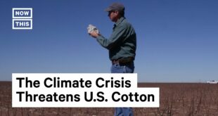 How Climate Change Is Impacting Cotton Supply in the U.S.