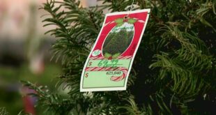 How climate change effects Christmas trees | ECO9