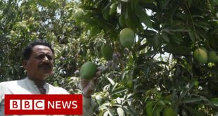 How climate change is affecting Pakistan's mango production - BBC News