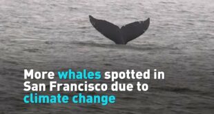 More whales spotted in San Francisco due to climate change
