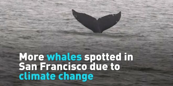 More whales spotted in San Francisco due to climate change