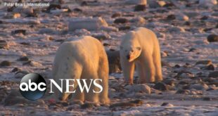 Polar bears’ changing habitat shows impacts of climate change | Nightline