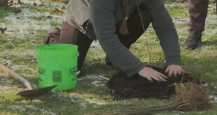 STEAM Academy students, Plant Ahead Ohio plant trees to combat climate change