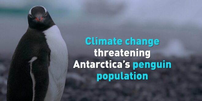 Scientists investigate impact of climate change on Antarctica’s penguin populations