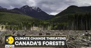 WION Climate Tracker | Climate change threatens Canada's forests | World English News | WION