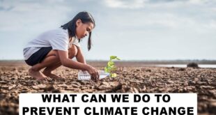 What can we do to prevent climate change?