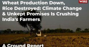 Wheat Production Down, Rice Destroyed: Climate Change & Unkept Promises Is Crushing India's Farmers