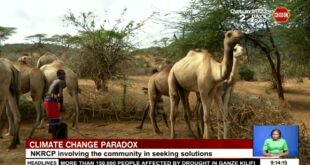 Climate Change Paradox I Northern Kenyan Rangeland Carbon Project impacting lives among pastoralists