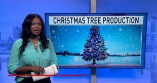 Climate change affecting the live Christmas tree industry