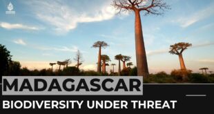 Climate change and deforestation threatens Madagascar's biodiversity