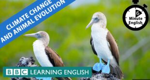 Climate change and evolution - 6 Minute English
