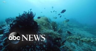 Climate change, human activity devastating marine life: IUCN