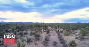 Climate change threatens the survival of iconic saguaro cactus in the Southwest