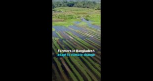 Farmers in Bangladesh adapt to climate change
