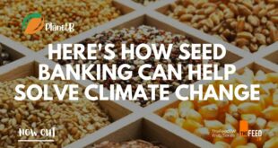 Here's How Seed Banking Can Help Solve Climate Change | Web Series