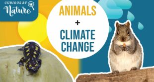 How Does Climate Change Affect Animals?