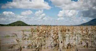 IMPACT OF CLIMATE CHANGE ON AGRICULTURE -ZAMBIA