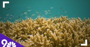 The Great Barrier Reef in Danger Due to Climate Change