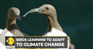 WION Climate Tracker: Birds learning to adapt to climate change | World English News | WION