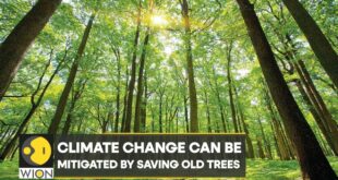 WION Climate Tracker: Climate Change can be mitigated by saving old trees, says study | World News