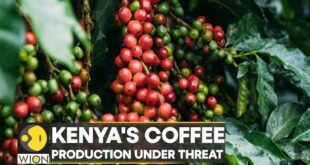 WION Climate Tracker: Climate change affecting Kenya's coffee output | Latest World News | WION