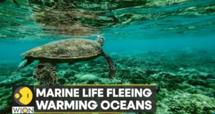 WION Climate Tracker: Marine life flee warming oceans; climate change heats planet's seas | WION