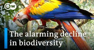 Why we need to fear the loss of biodiversity as much as climate change | DW News