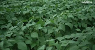 New Green Bean Varieties Address Kenya’s Climate Change Challenges