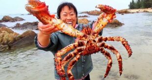 The climate changes suddenly. Rare giant shrimp and crab appeared. delicious crab